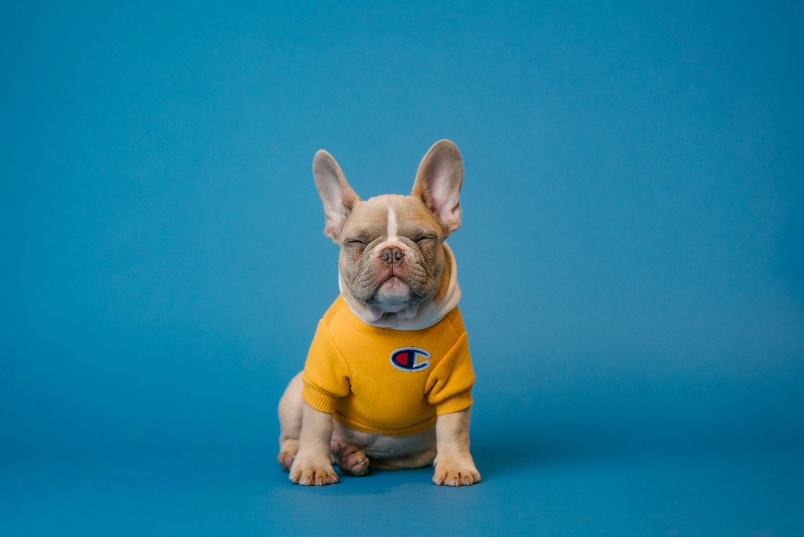 Hund im verschneiten Wald: Erste Hilfe und Notfallausrüstung für Hunde im Outdoor