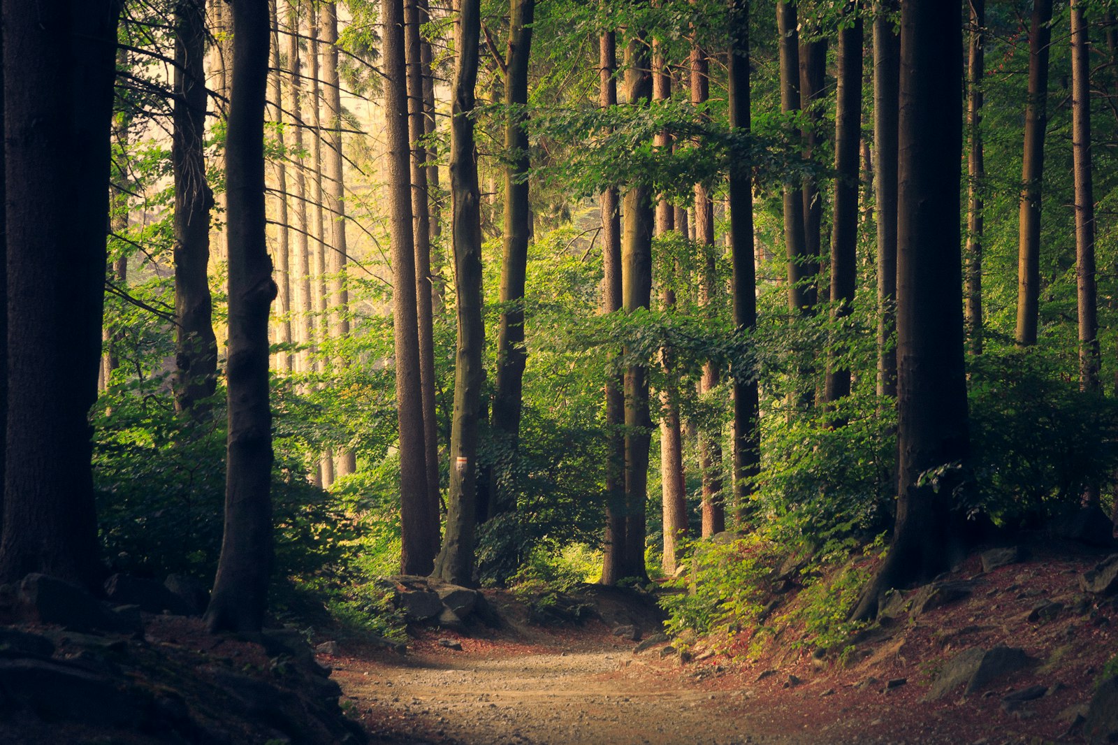Wald bachlauf und feuchtes Terrain: typisches Gebiet für die Wassersuche in der Wildnis